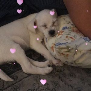 Meet your Posher, Abby